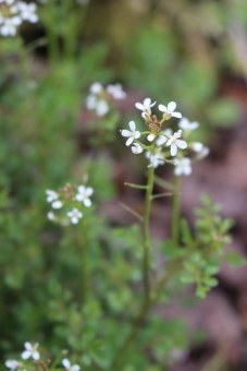 なずな 別名ぺんぺん草 の漢字って 由来 食べ方などまとめ 春の七草を堪能しよう お役立ち 季節の耳より情報局