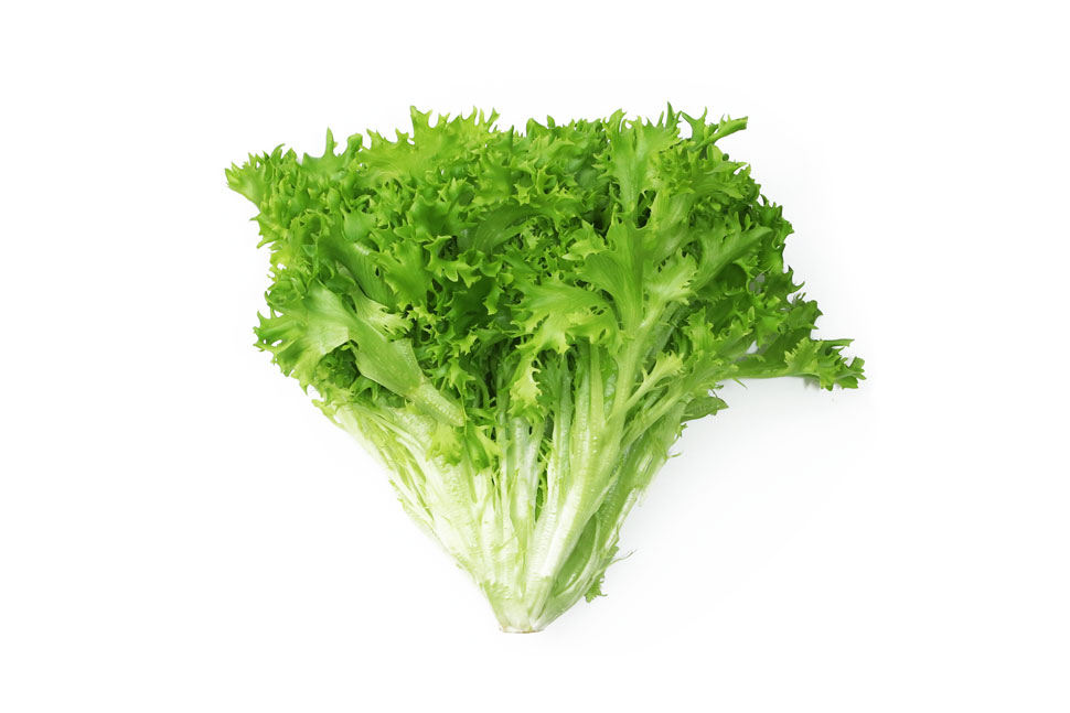 グリーンクリスピーの特徴･旬の時期まとめ｜オランダ生まれの新種のレタス お役立ち！季節の耳より情報局