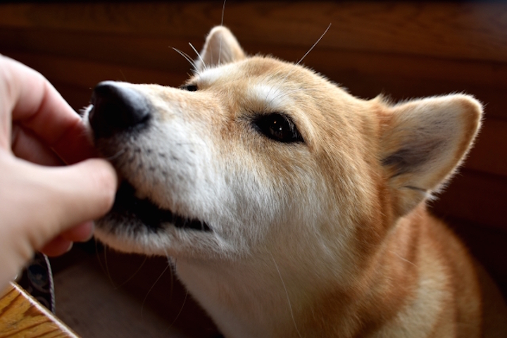 キャベツを犬に食べさせても大丈夫 与え方や与える時の注意点まとめ お役立ち 季節の耳より情報局