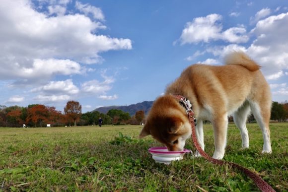 キャベツを犬に食べさせても大丈夫 与え方や与える時の注意点まとめ お役立ち 季節の耳より情報局