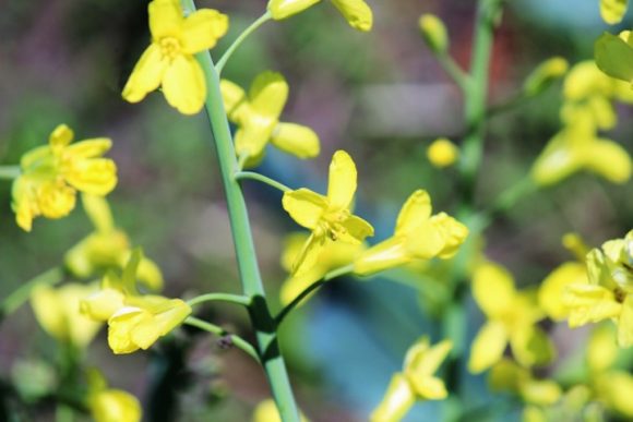 キャベツの花とは 花言葉は何 菜の花にそっくりな黄色い花 お役立ち 季節の耳より情報局