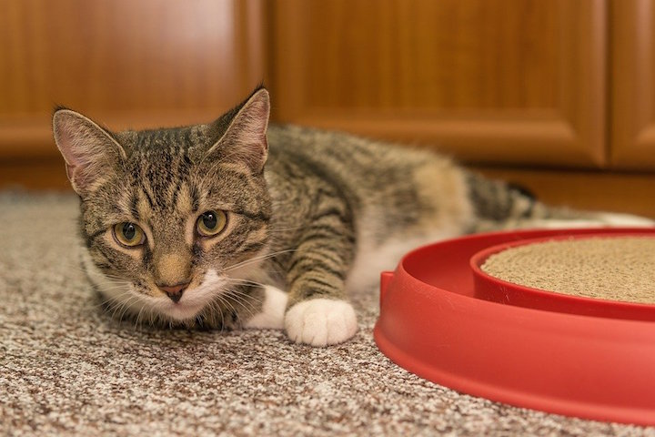 キャベツを猫に食べさせても大丈夫 アレルギー症状と与える時の注意点まとめ お役立ち 季節の耳より情報局