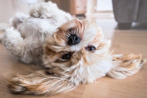 犬に玉ねぎは絶対に与えないで 中毒症状や食べてしまった時の対処法 お役立ち 季節の耳より情報局