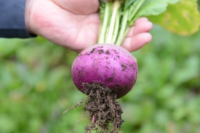 温海カブの特徴 旬の時期まとめ 山形県の伝統野菜で暗紫色の皮が特徴的な色付きカブ お役立ち 季節の耳より情報局