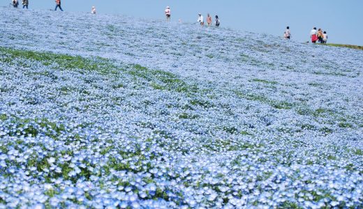 2016年ゴールデンウィーク 関東の穴場はこちら！一生に一度は見たい青いじゅうたんとは？