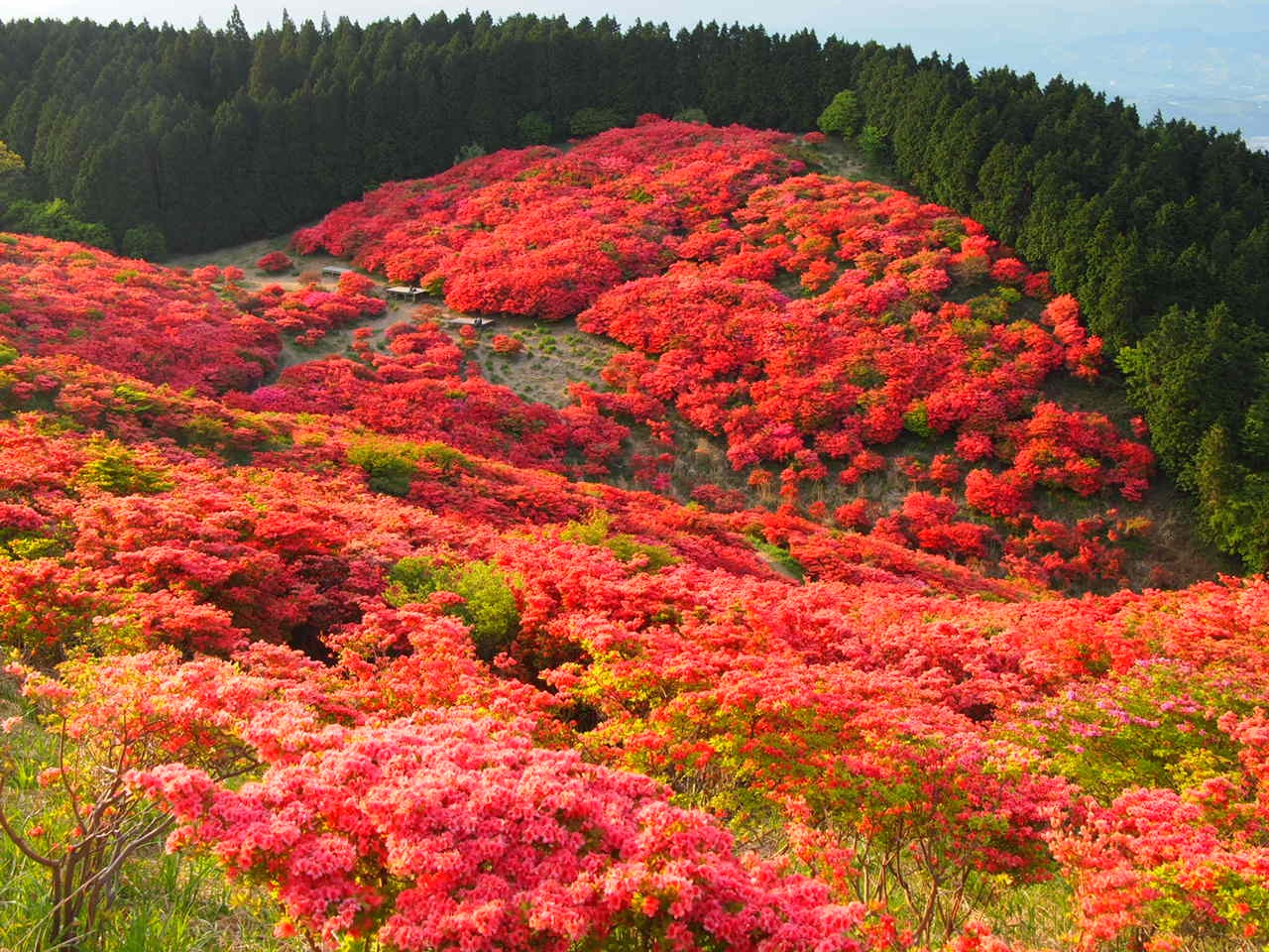 葛城山つつじ16年の開花と見頃はいつ ロープウェイの混雑具合は お役立ち 季節の耳より情報局