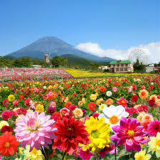 広島世羅のダリア祭り2016が100種類以上満開でやばい！ 日程・開花状況・品種・種類をレポート