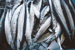 秋刀魚の旬の時期は何月まで？一番脂が乗っておいしいシーズンをお伝えします