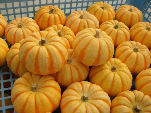 プッチィーニかぼちゃの特徴 旬の時期 どんな味なの 西洋カボチャ お役立ち 季節の耳より情報局
