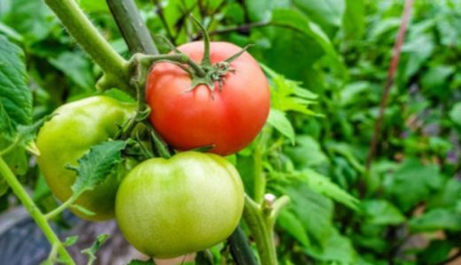 【2020年】トマトの消費量ランキング!日本一は何県?47都道府県別の生産量と比較