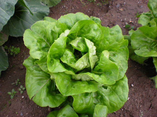 バターレタス スイートリーフレタス の特徴 旬の時期まとめ ニュータイプのサラダ菜 独特の甘味がおいしいレタス お役立ち 季節の耳より情報局 バターレタス スイートリーフレタス の特徴 旬の時期まとめ ニュータイプのサラダ菜 独特の甘味がおいしいレタス お役立ち 季節の耳より情報局