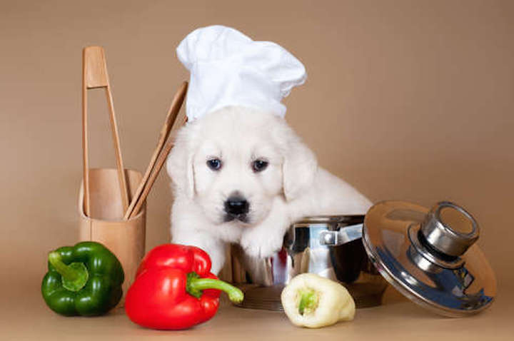 犬がピーマンを食べても大丈夫 与えるときの注意点 おすすめレシピは お役立ち 季節の耳より情報局