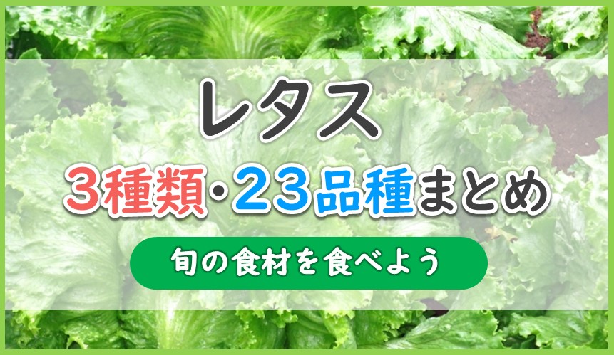 レタス3種類23品種まとめ あなたにおすすめは球レタス 半結球 非結球 お役立ち 季節の耳より情報局