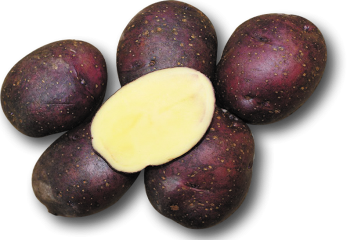 ジャガキッズパープルの特徴 旬の時期は 北海道のほくほく系じゃがいも お役立ち 季節の耳より情報局