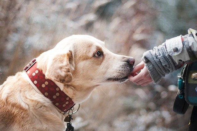 犬にニンニクは大丈夫 おもな症状と対策 注意点 お役立ち 季節の耳より情報局