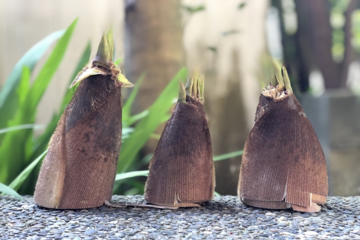 たけのこ雑学 たけのこは根菜 筍 と 竹の子 の違いは どんなことわざがある お役立ち 季節の耳より情報局