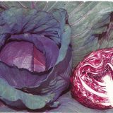 レッドルーキーの特徴・旬の時期まとめ｜ヨーロッパ原産の紫キャベツ