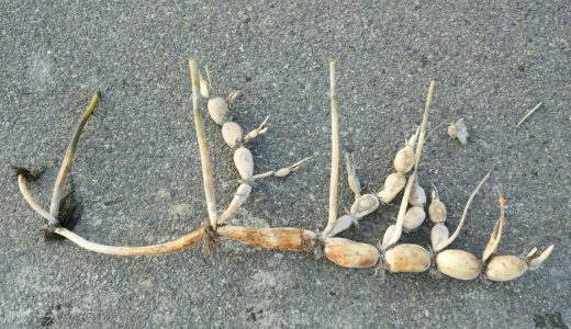 レンコンの部位を画像で紹介 根 茎 葉っぱ 花 お役立ち 季節の耳より情報局