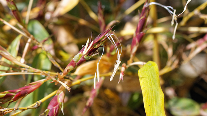 たけのこの花 竹の花 とは 花言葉は何 1年に一度の貴重な花 お役立ち 季節の耳より情報局