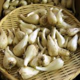 玉らっきょうの特徴・旬の時期まとめ｜台湾から導入された白色の小球品種