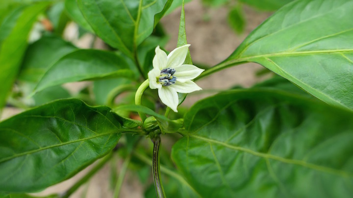 パプリカの花とは 花言葉は何 ピーマンと同じ お役立ち 季節の耳より情報局