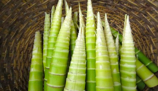 孟宗竹の特徴 旬の時期まとめ アクが強い国内産たけのこの代表種 お役立ち 季節の耳より情報局
