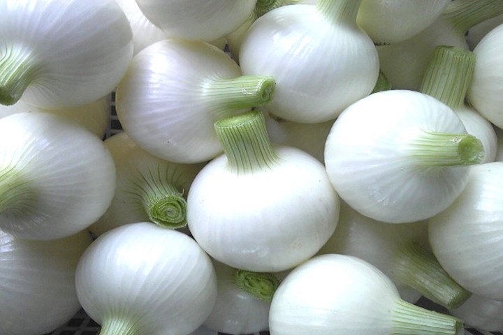 【白玉ねぎ】玉ねぎ苗◆ホワイトベアー1000本野菜