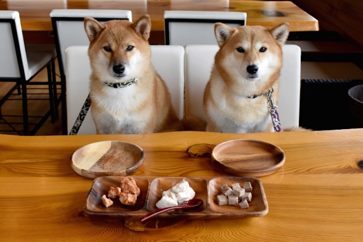 犬にごぼうを食べさせても大丈夫 与える際の注意点とは 人にもアレルギーはある お役立ち 季節の耳より情報局