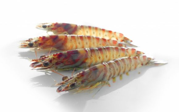 冷凍エビがまずい!美味しく解凍する方法とは?プリプリの茹でエビにするコツを紹介 | | お役立ち!季節の耳より情報局