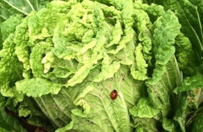 白菜に黒い虫が 虫がついた白菜 虫食いされた白菜は食べても大丈夫なの お役立ち 季節の耳より情報局