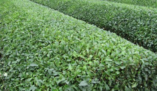 【2020年】茶葉の生産量ランキング！日本ではどの県が多い？