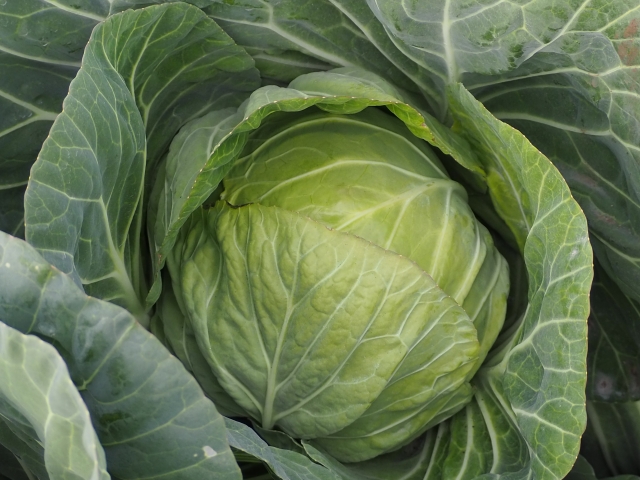 年 キャベツの生産量ランキング 日本ではどの県が多い お役立ち 季節の耳より情報局