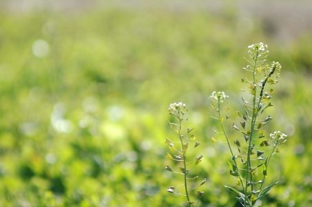 なずなの保存方法・賞味期限は？変色・しなしな｜腐るとどうなる？春の七草の一つ