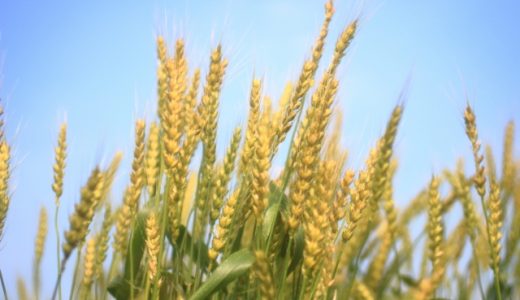 【2020年】小麦の生産量ランキング！日本ではどの県が多い？
