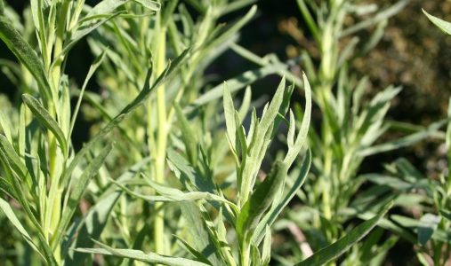 タラゴン(エストラゴン) はどんな味？使い方は？代用品はある？