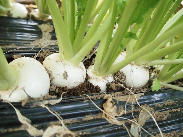 耐病ひかりの特徴 旬の時期まとめ 純白でツヤのある肌が特徴の丸いカブ お役立ち 季節の耳より情報局