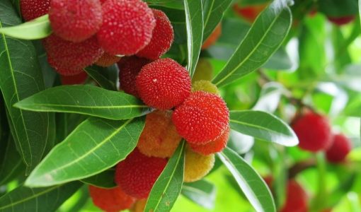 ヤマモモでアレルギーは起きる？対処法と症状・栄養成分も紹介