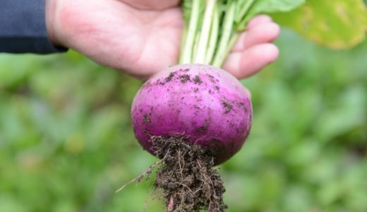 温海カブの特徴・旬の時期まとめ｜山形県の伝統野菜で暗紫色の皮が特徴的な色付きカブ