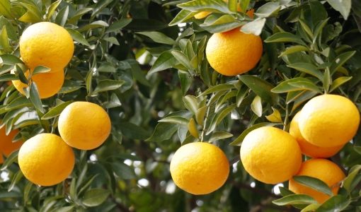 夏みかんの冷凍保存方法｜果汁･むいて保存するコツ｜冷蔵庫の日持ち