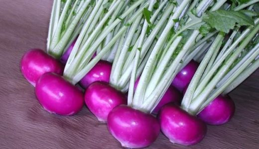 長崎赤カブの特徴・旬の時期まとめ｜長崎伝統野菜！綺麗な赤紫色が特徴の色付きカブ