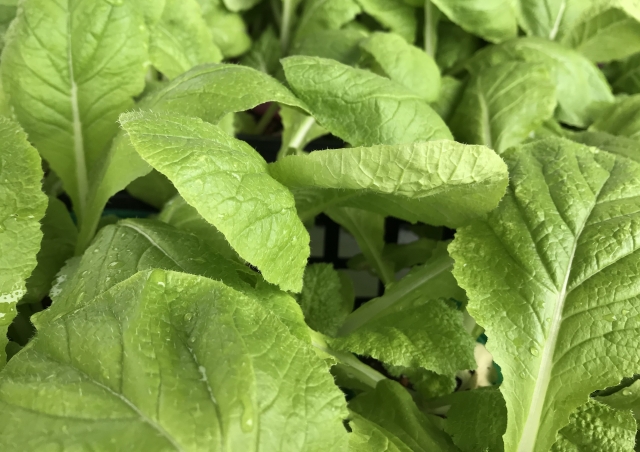 花心白菜の特徴 旬の時期まとめ 葉が柔らかく芯が黄色い半結球タイプの白菜 お役立ち 季節の耳より情報局