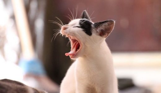 【アレルギー】猫は小松菜を食べても大丈夫？与えるメリットや注意点とは