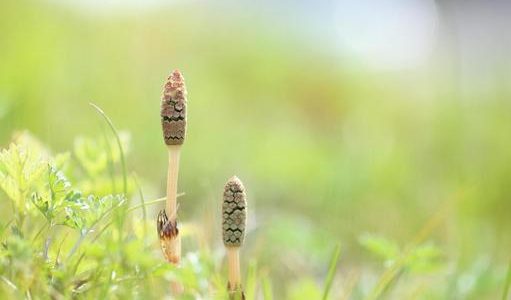 つくしが腐るとどうなる？茶色く変色・乾燥｜正しい保存方法・賞味期限は？