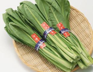 女池菜の特徴・旬の時期まとめ｜新潟県の伝統野菜のひとつの主流品種の小松菜
