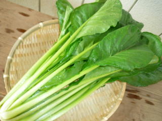 江戸菜の特徴・旬の時期まとめ｜大きくて筋っぽさの無い改良種の小松菜