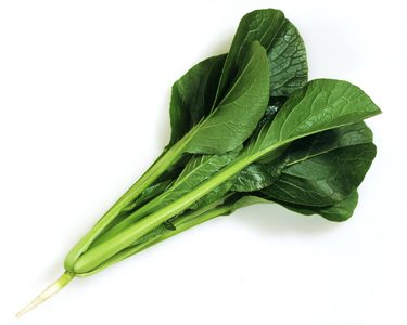 よかった菜の特徴・旬の時期まとめ｜葉肉が厚い主流品種の小松菜