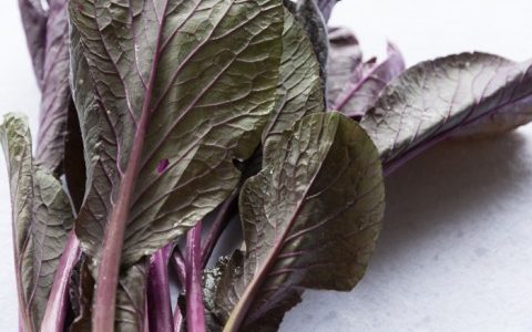 むらさき祭り(紫小松菜)の特徴・旬の時期まとめ｜葉の表が濃い紫色をした変種の小松菜