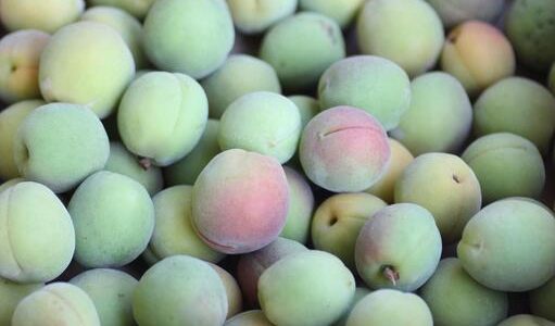 梅郷の特徴・旬の時期まとめ｜果肉をしっかり味わえる大粒の梅