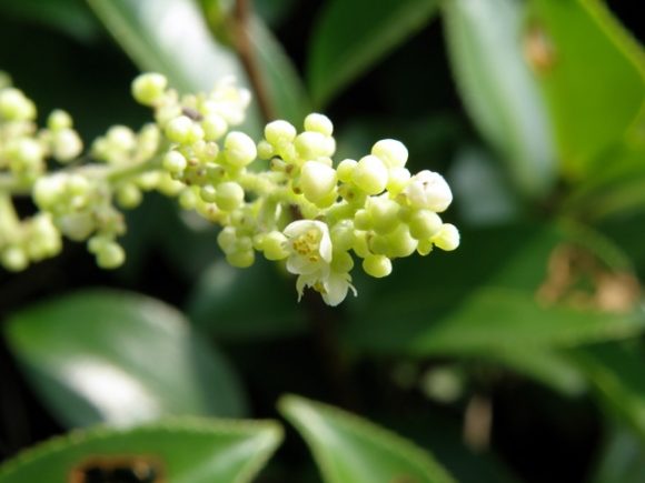 山芋の部位を画像付きで紹介！普段見ることの少ない山芋の花言葉もご紹介 | | お役立ち！季節の耳より情報局