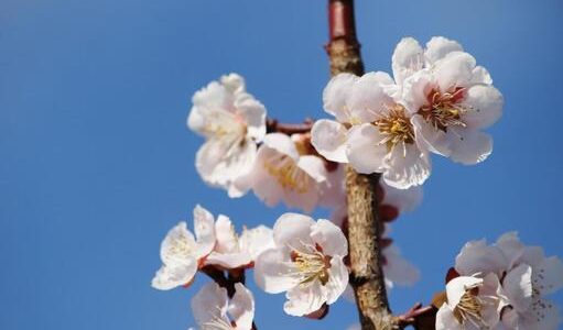 梅･桃･桜の花の違いは？花が咲く時･終わる時の表現も違うって知ってた？